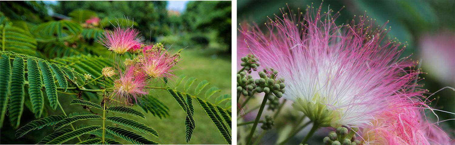 Albicja pokrój drzewa