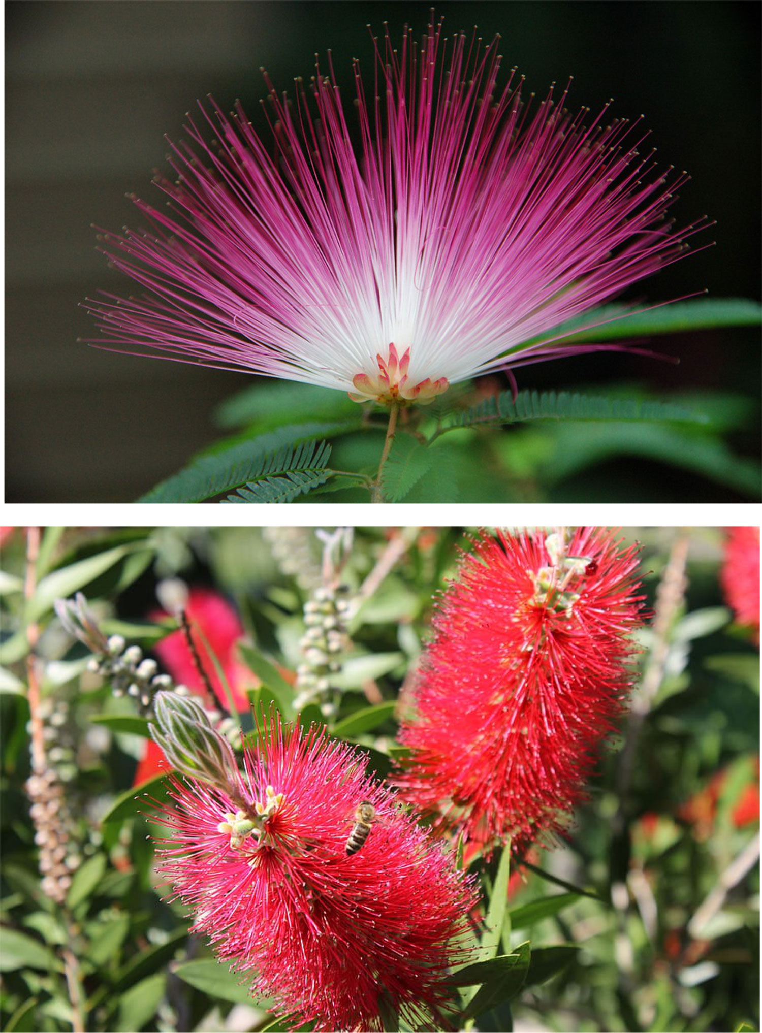 Albicja liście wachlarze