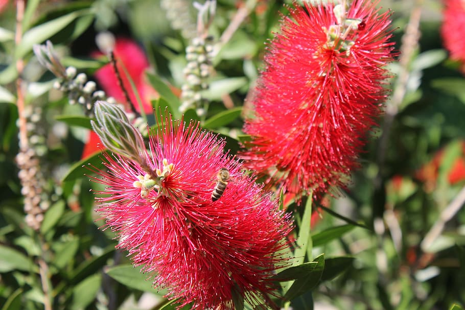 Albicja sadzonki rzędy