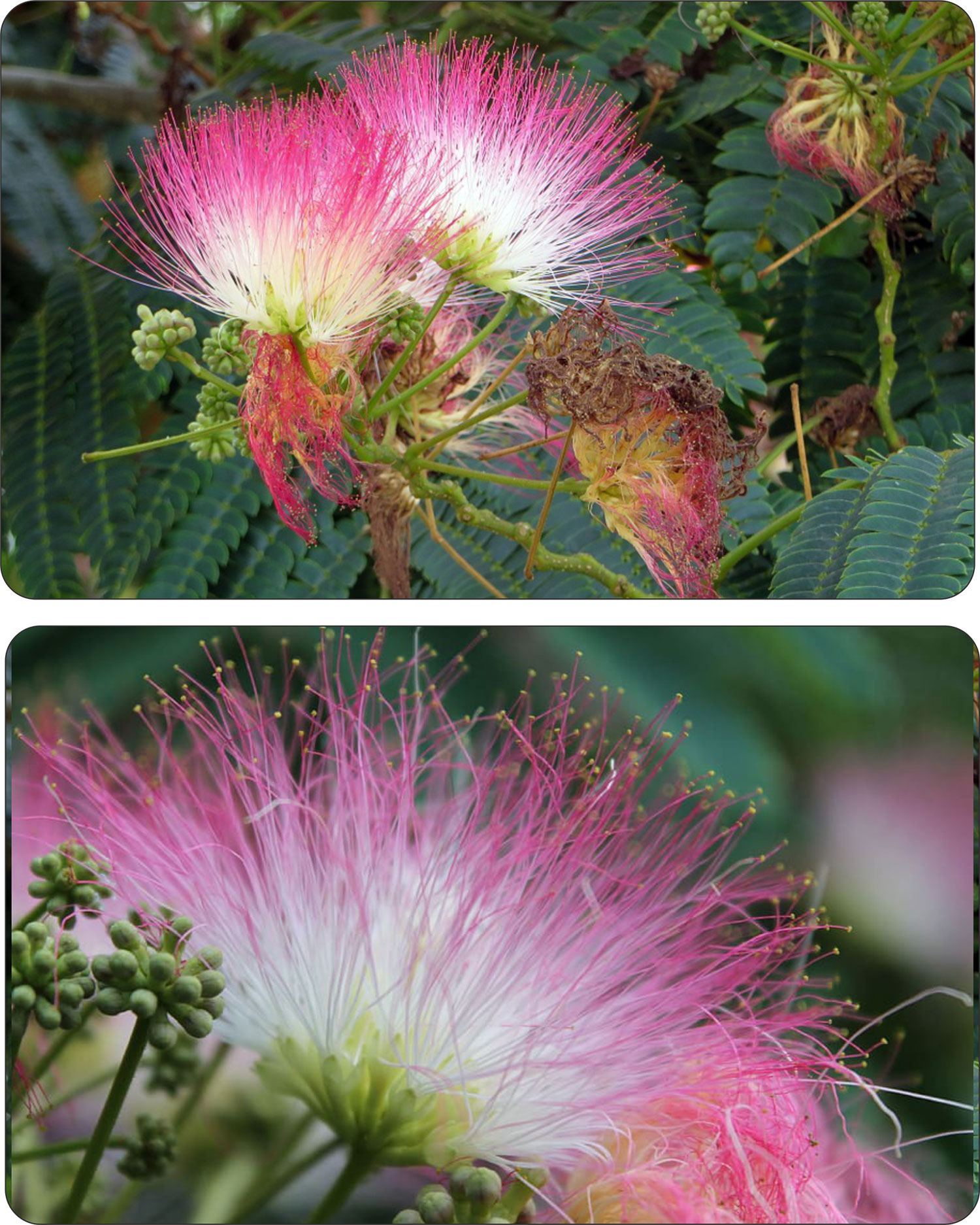 Kwiaty albicji różowe pompony