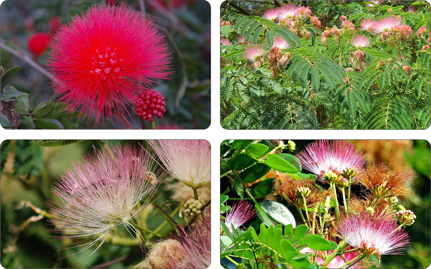 Liście albicji jedwabistej