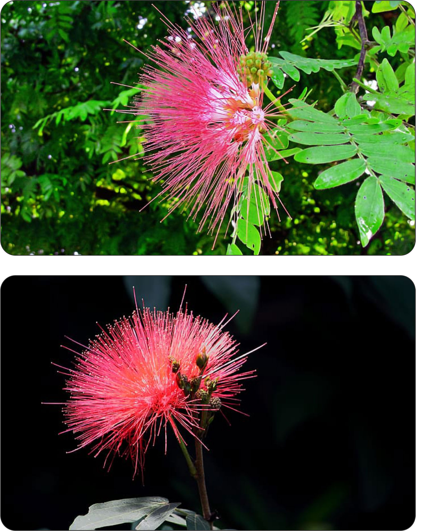 Kwiaty albicji różowe pompony