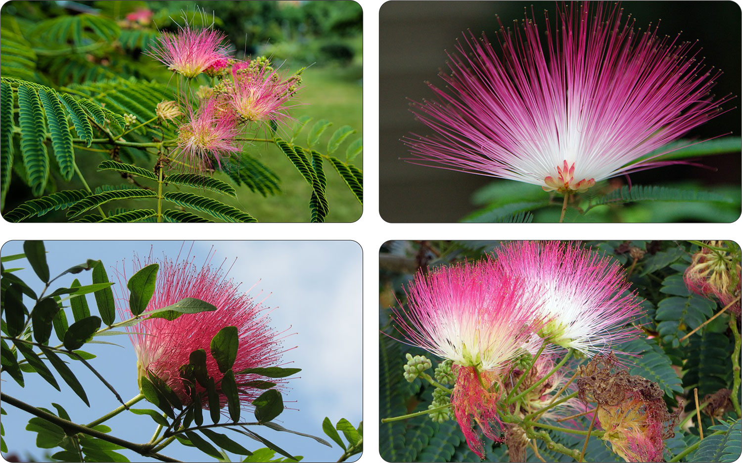 Liście albicji jedwabistej