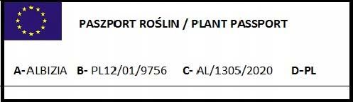 Albicja jedwabista sadzonka