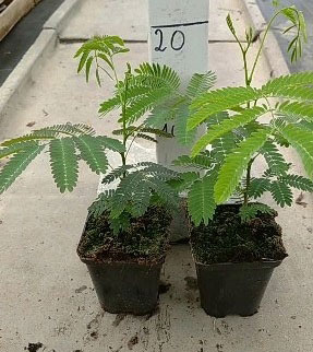 Albicja jedwabista liście