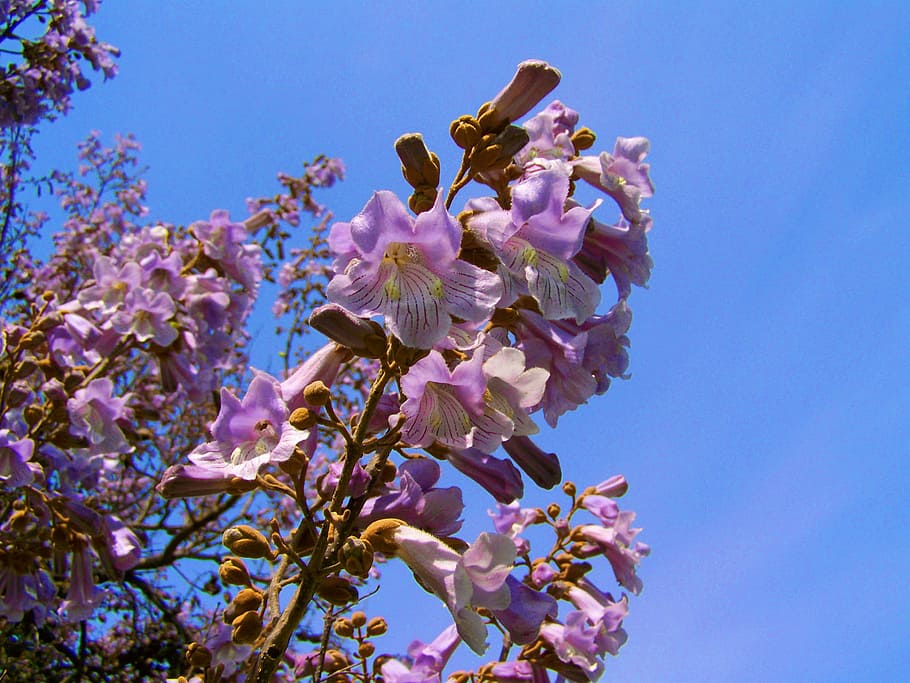 Drzewo Paulownia