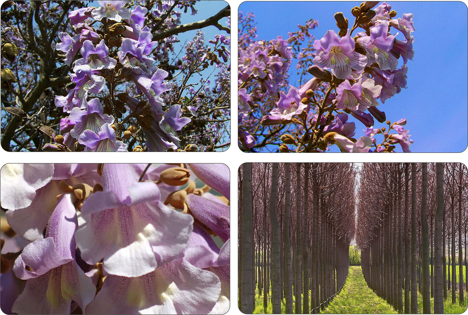 System korzeniowy Paulowni