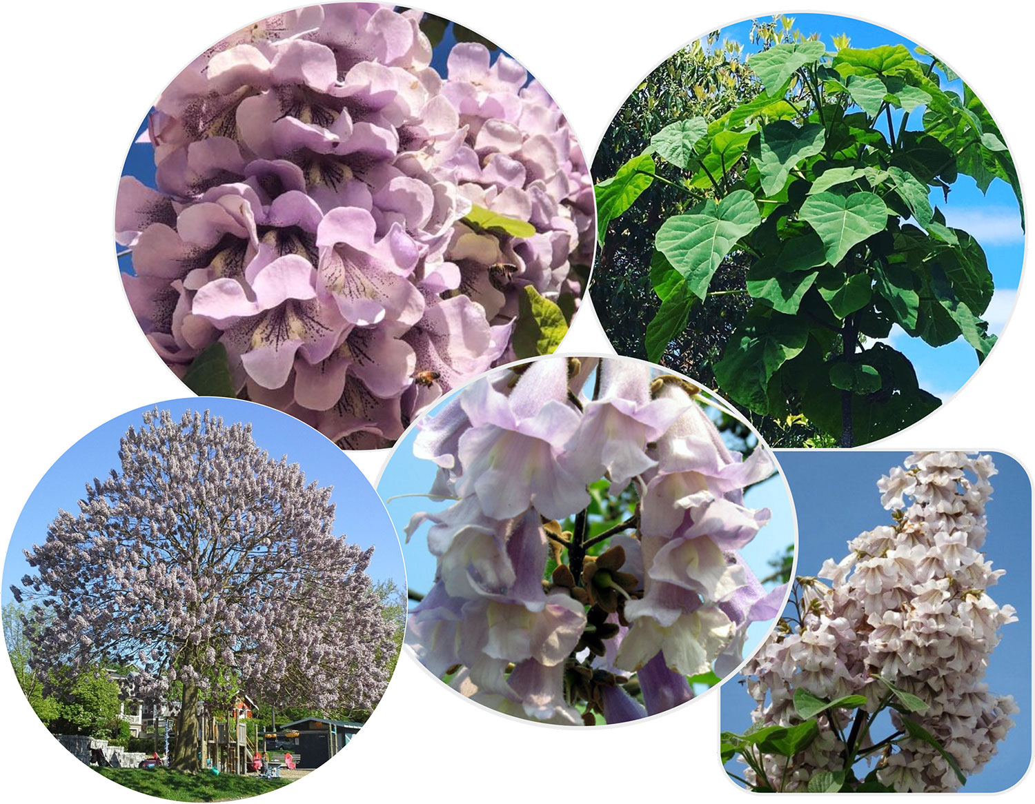 Paulownia Carska sadzonka