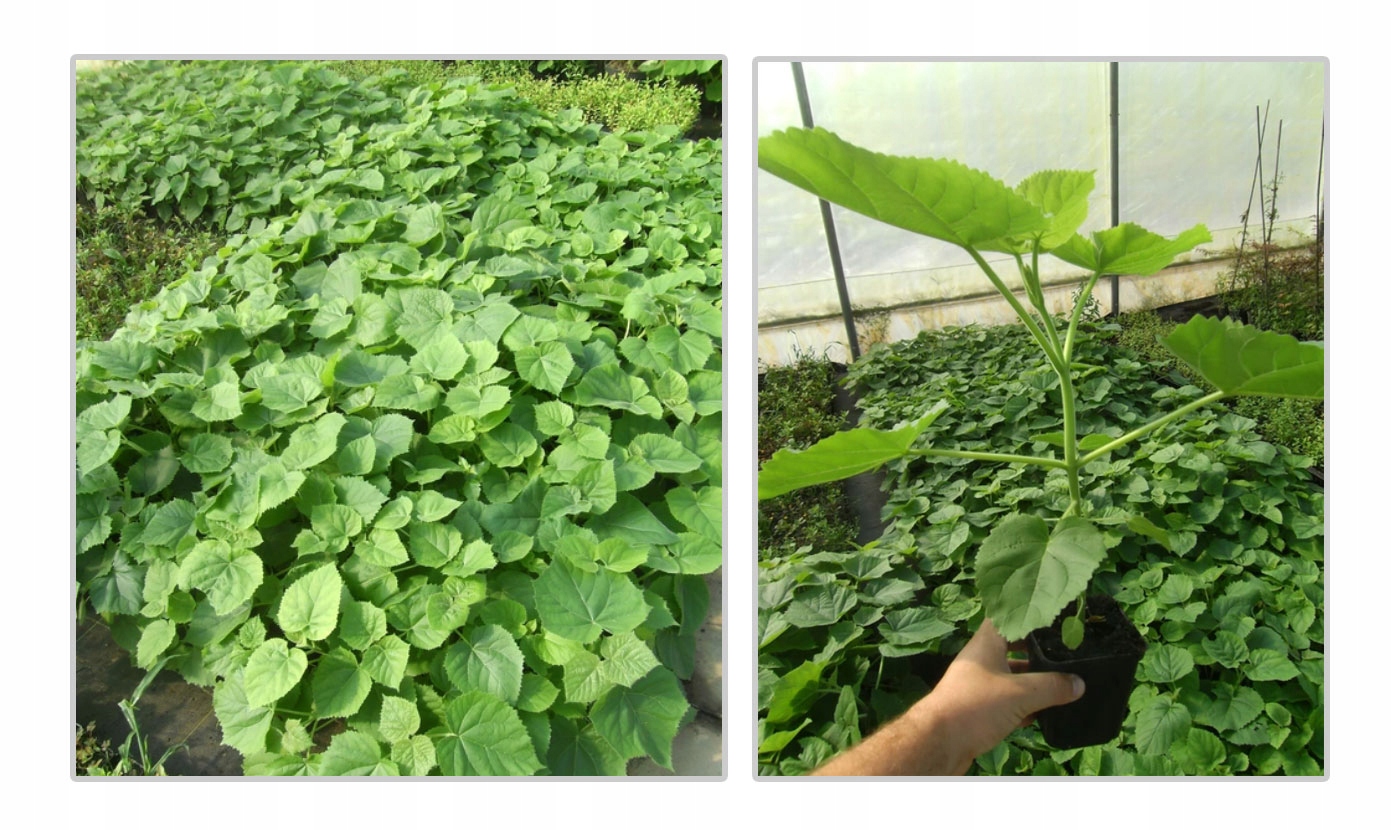 Realny wygląd sadzonki