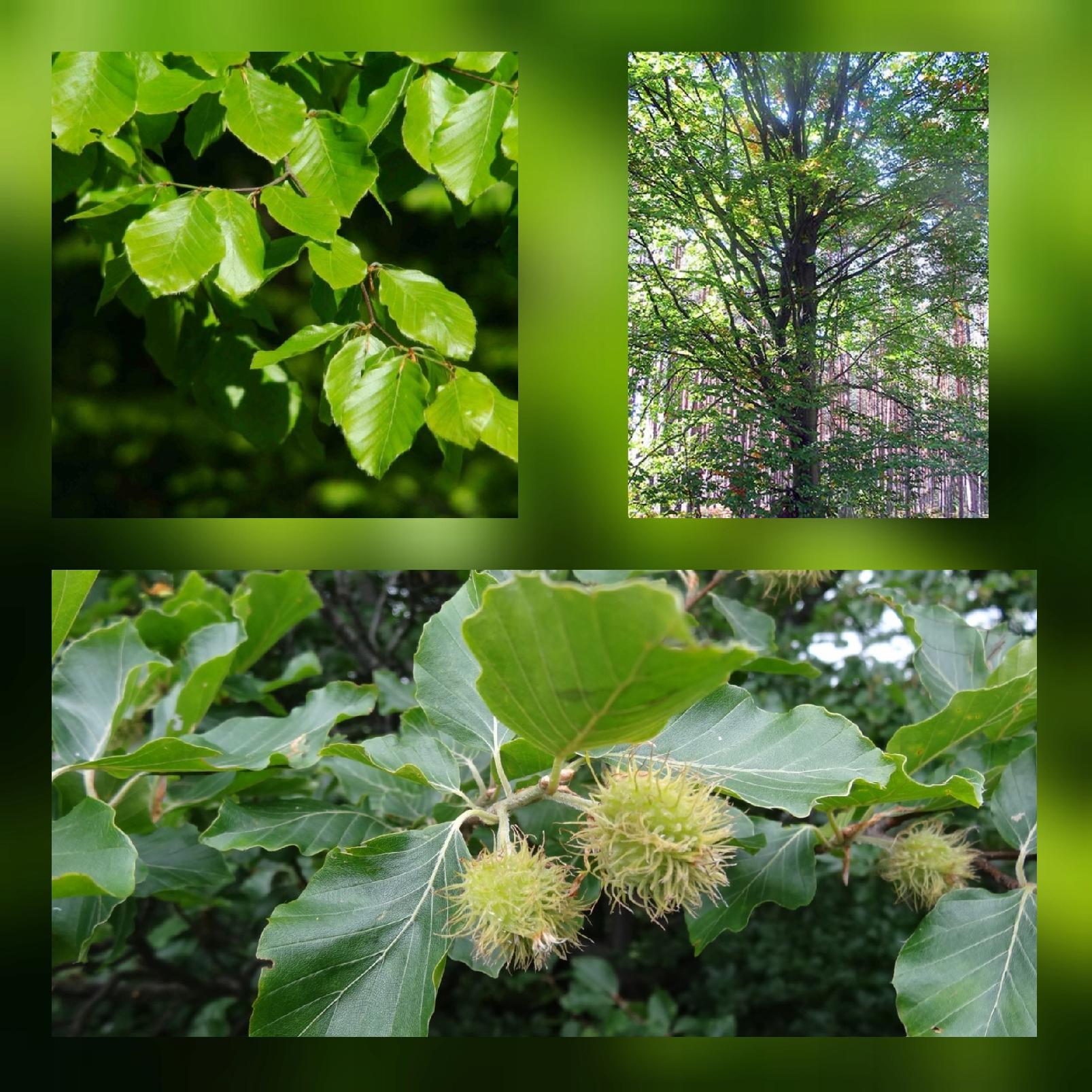 Buk zwyczajny Fagus sylvatica sadzonka