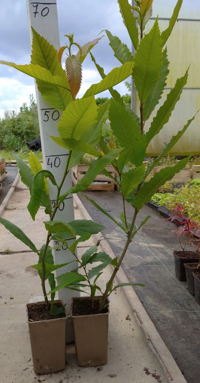 Sadzonka Kasztana Jadalnego