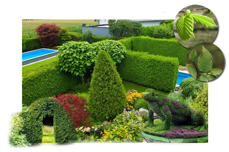 Grab żywopłot formowanie