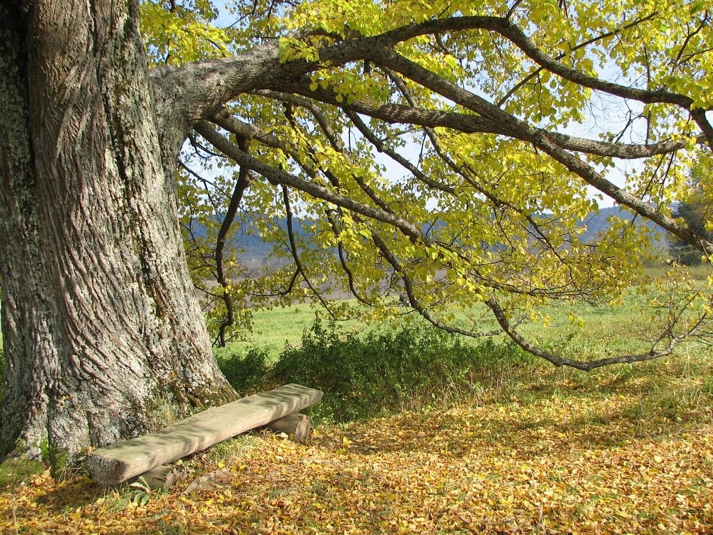 Zadrzewienie lipowe w szkółce