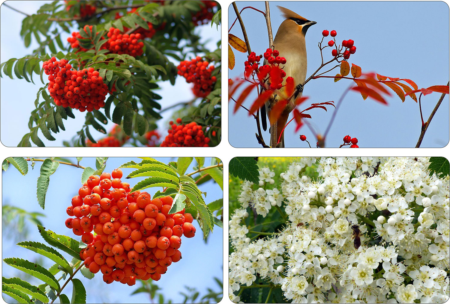 Jarząb szwedzki sadzonka