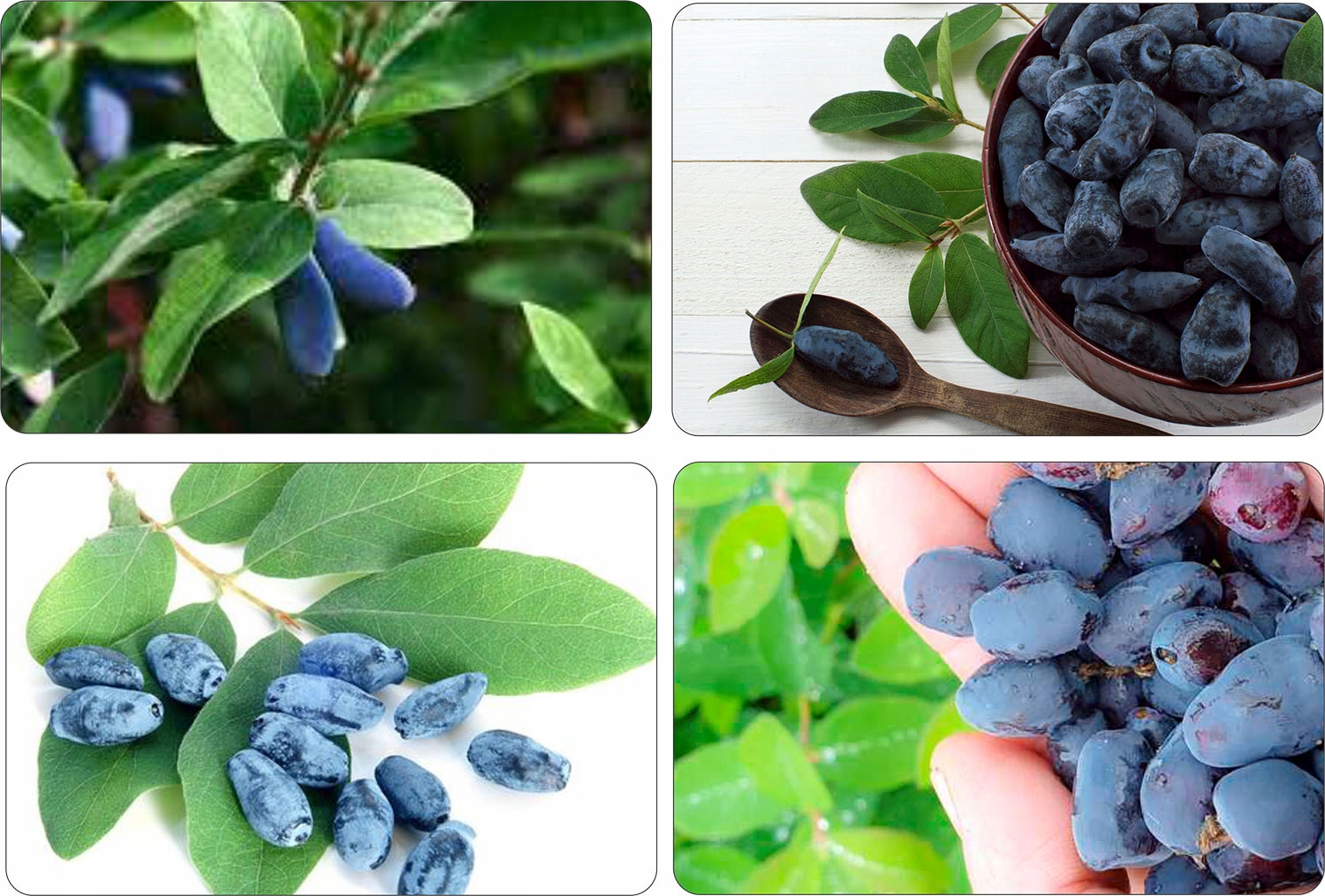 Jagoda kamczacka krzew owoce