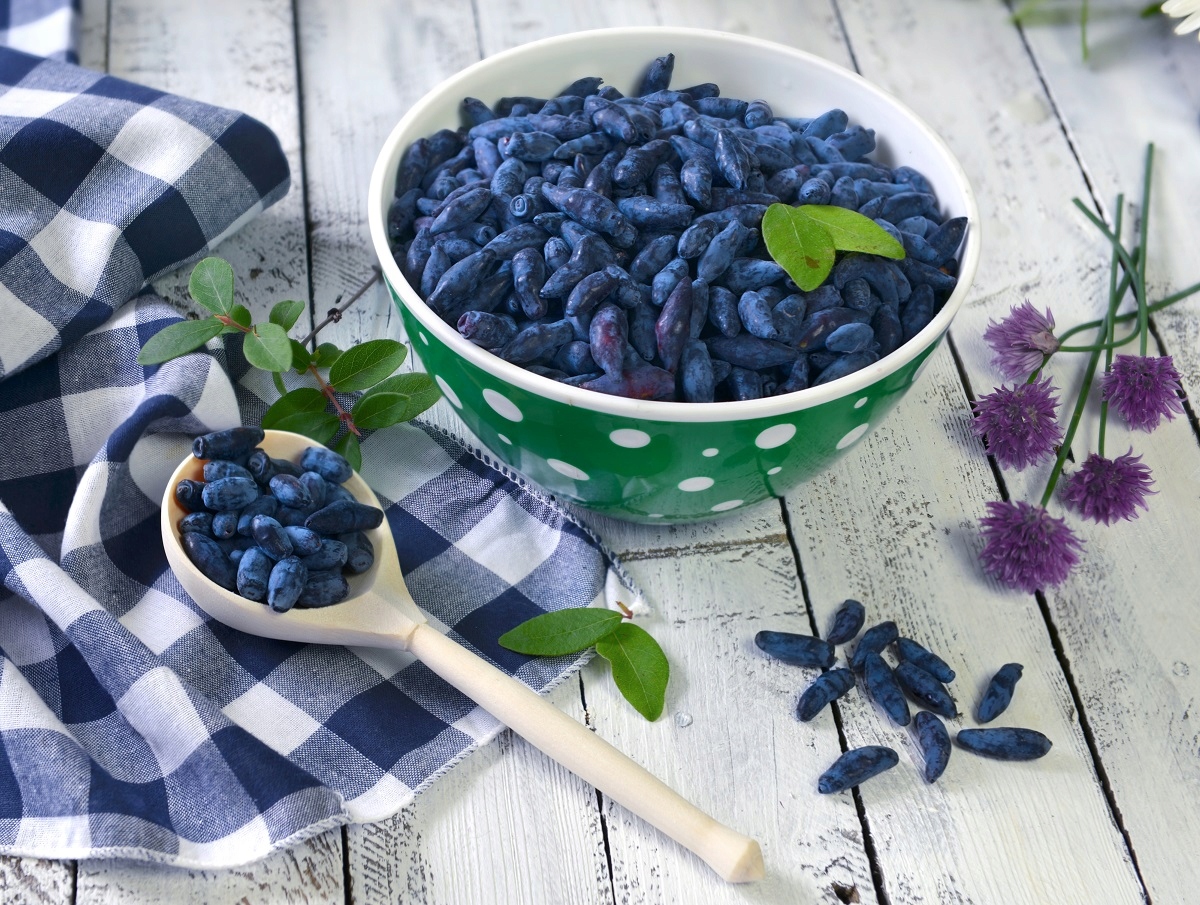 Owoce jagody kamczackiej