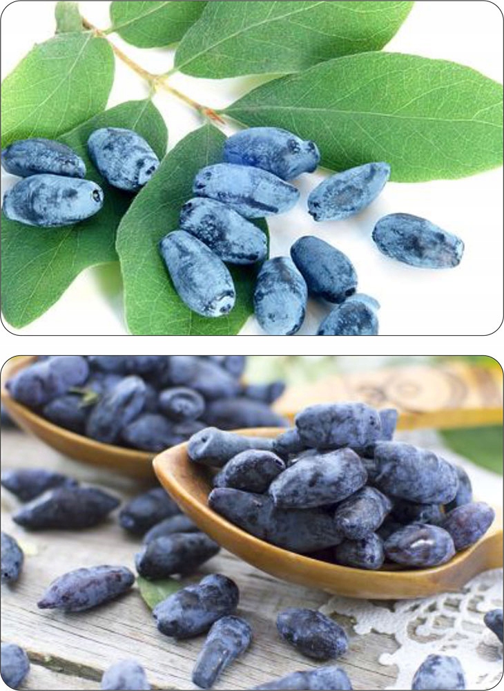 Krzew jagody kamczackiej