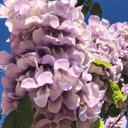 Paulownia Carska zestaw sadzonek
