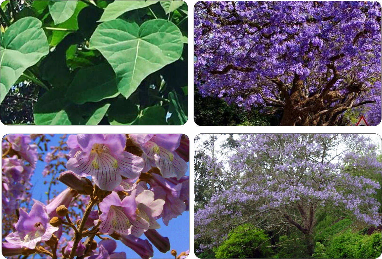 Realny wygląd sadzonki