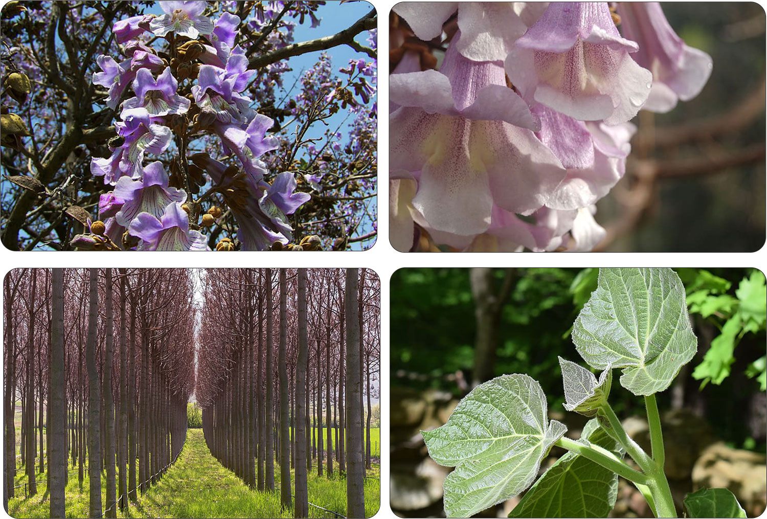 Paulownia w szkółce