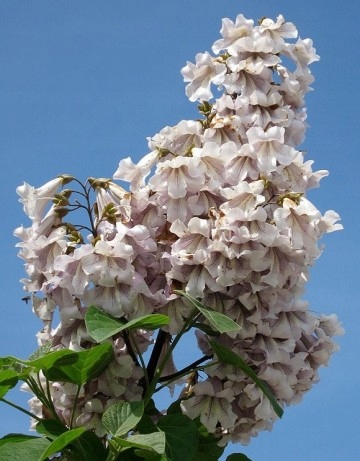 Paulownia Carska zestaw 10 sztuk