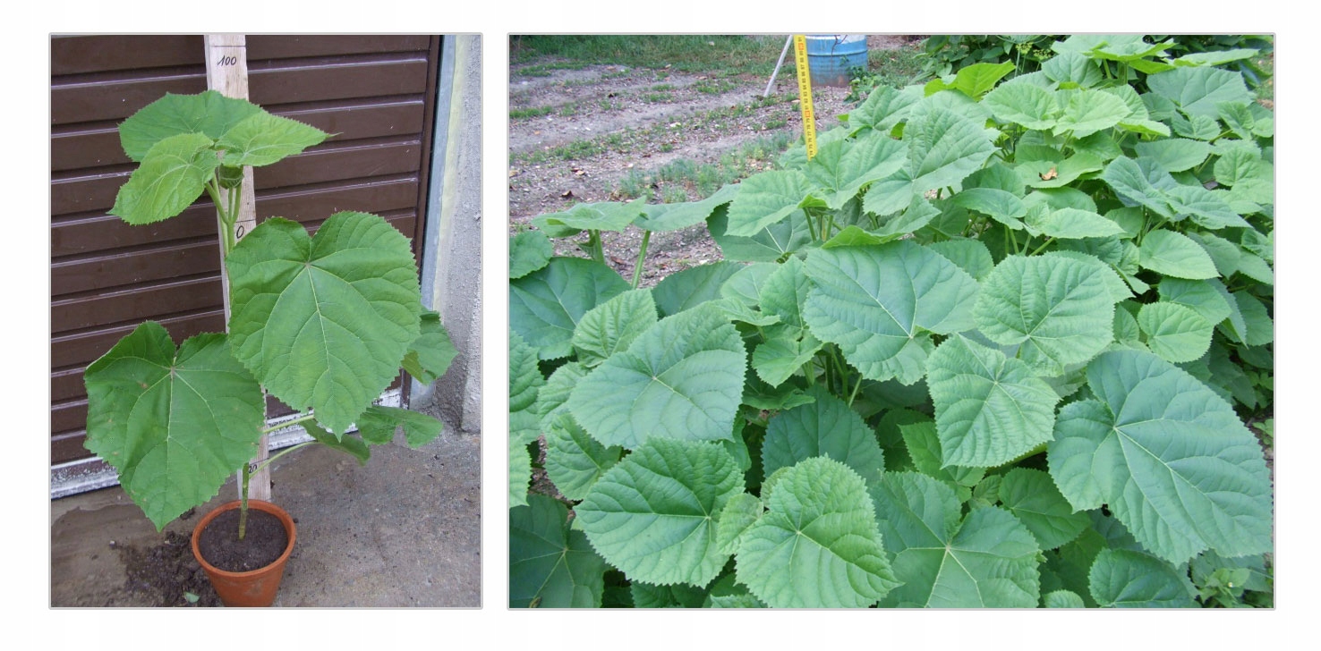 Realny wygląd sadzonek Paulownia