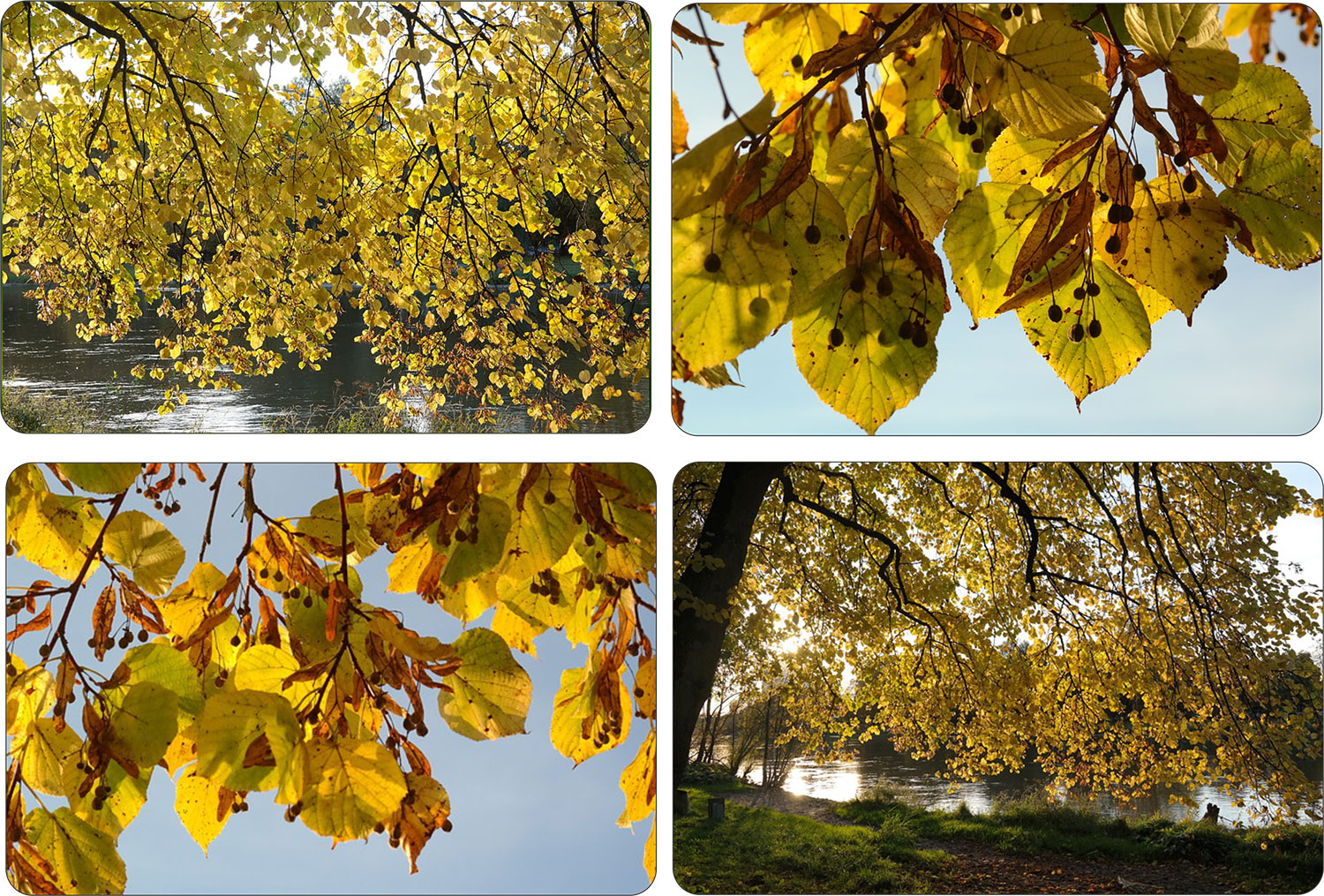 Lipa szerokolistna sadzonka