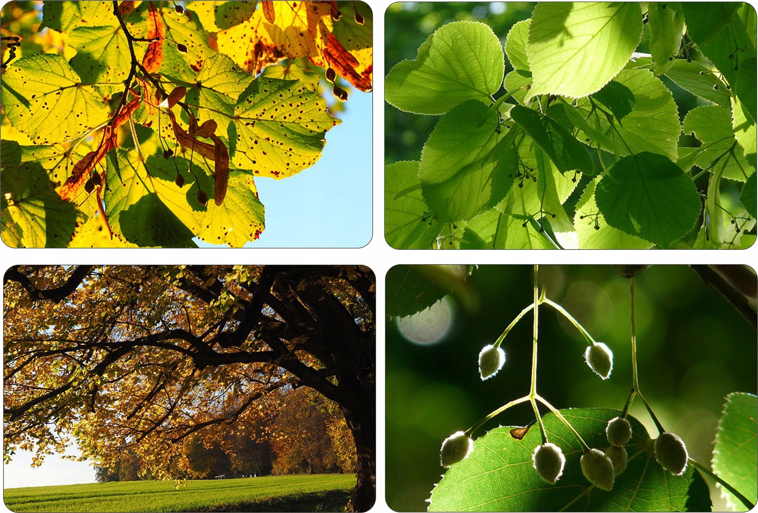 Lipa drobnolistna pakiet 10 sztuk