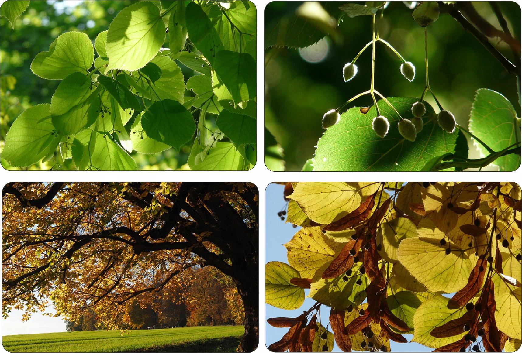 Lipa drobnolistna pakiet 10 sztuk