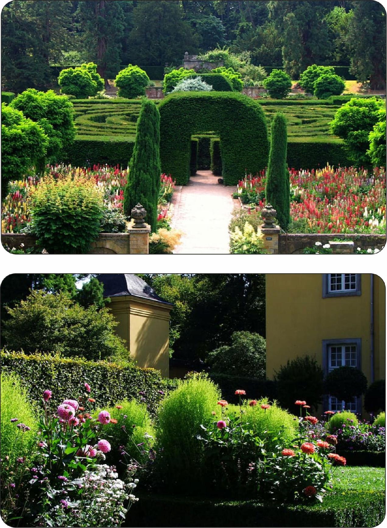 Liście graba pospolitego