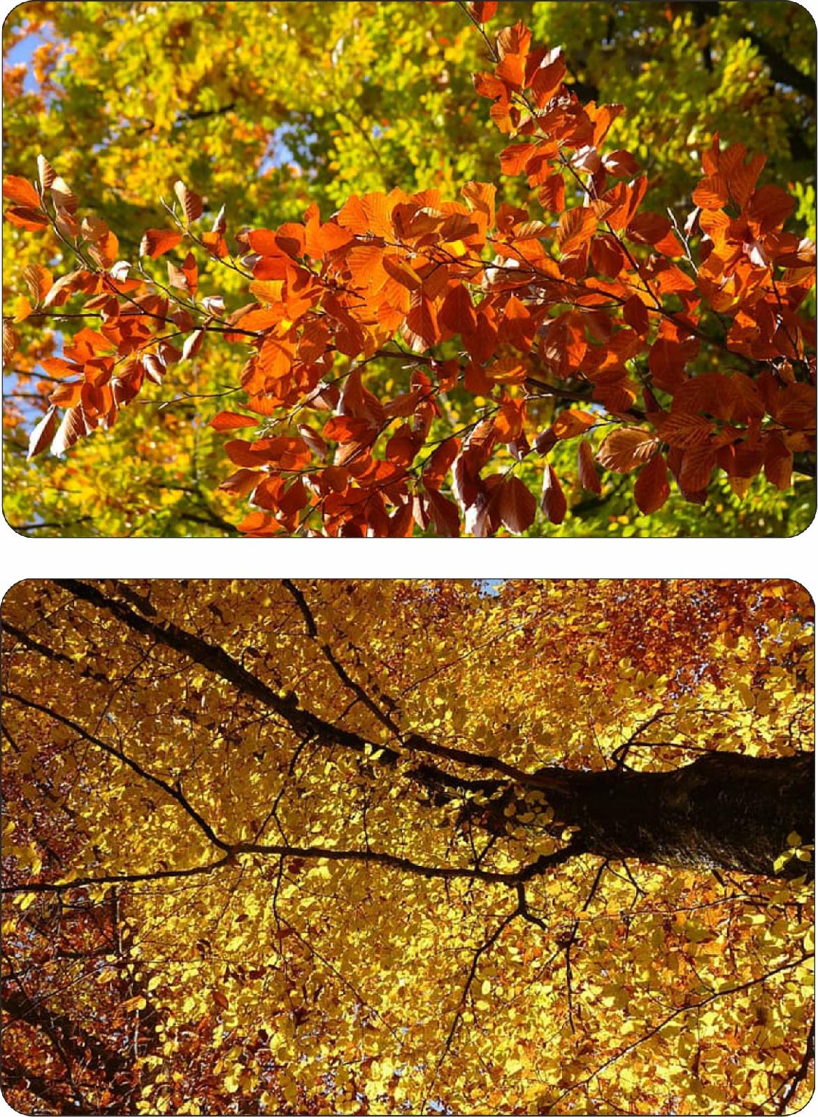 Buk zwyczajny Fagus sylvatica sadzonka