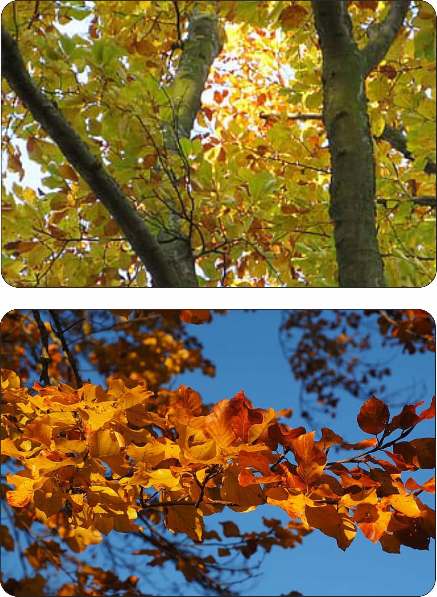 Liście buka zwyczajnego