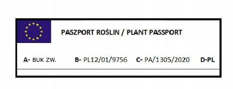 Sadzonki w szkółce