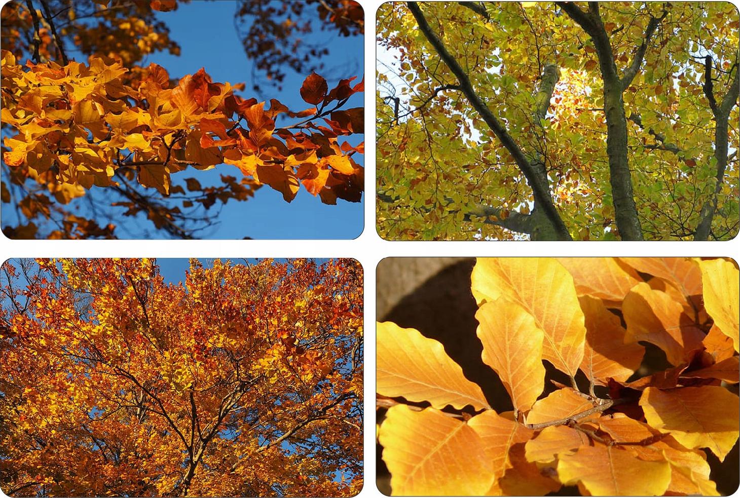 Zastosowanie buka w ogrodzie