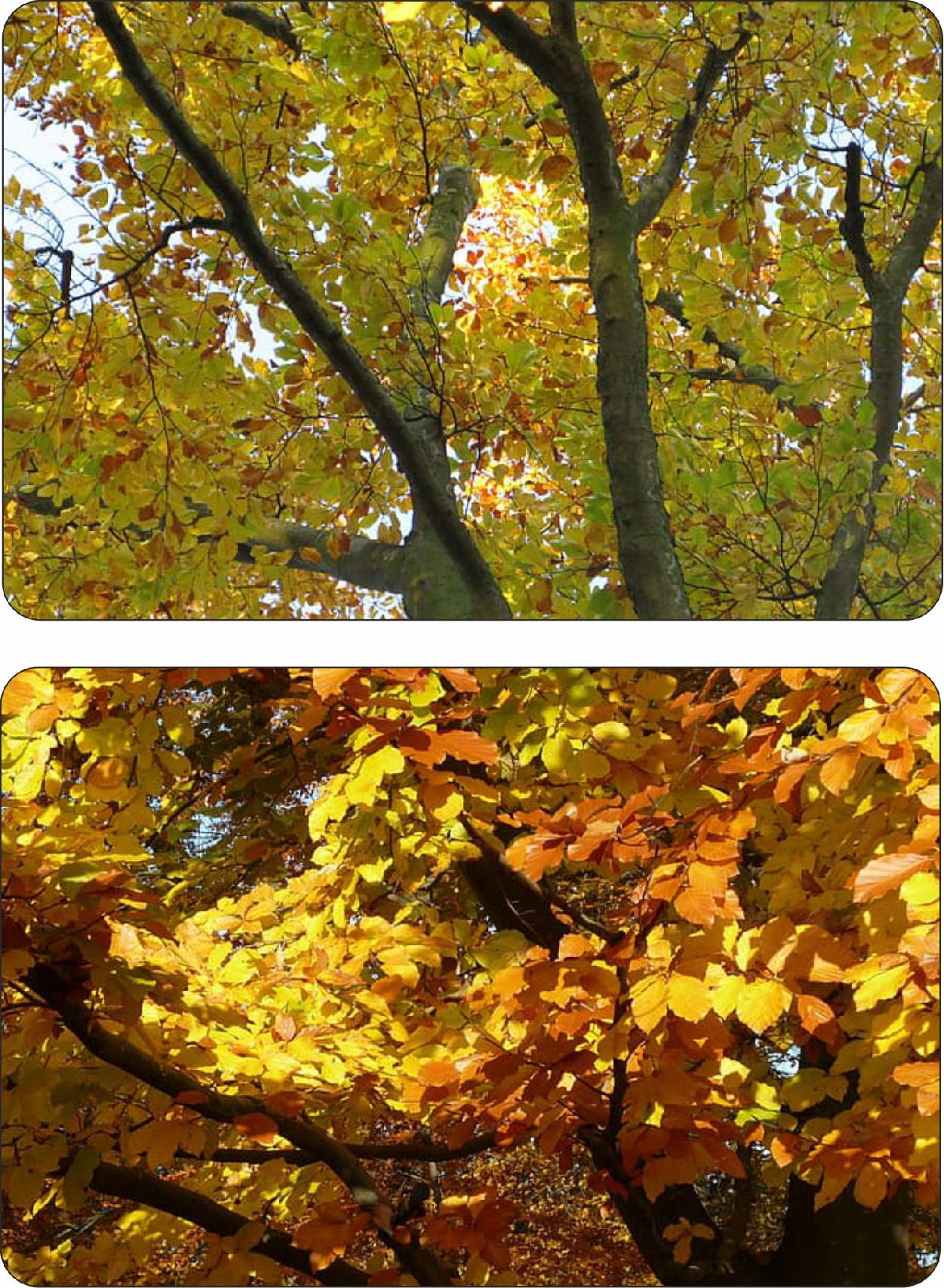 Sadzonki buka w szkółce