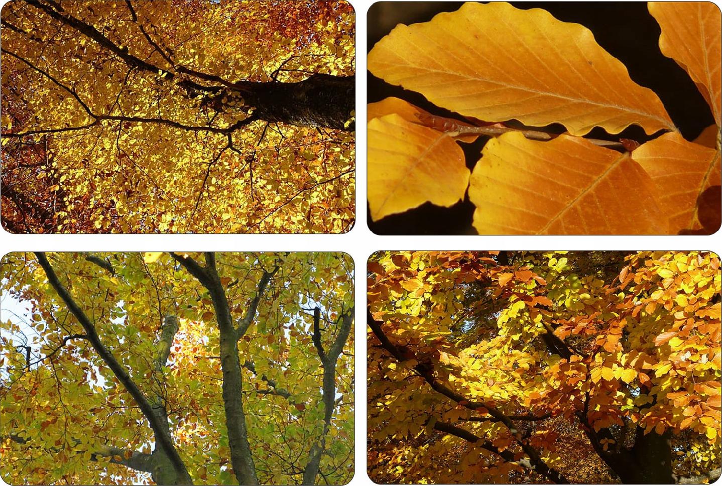 Zastosowanie buka w ogrodzie