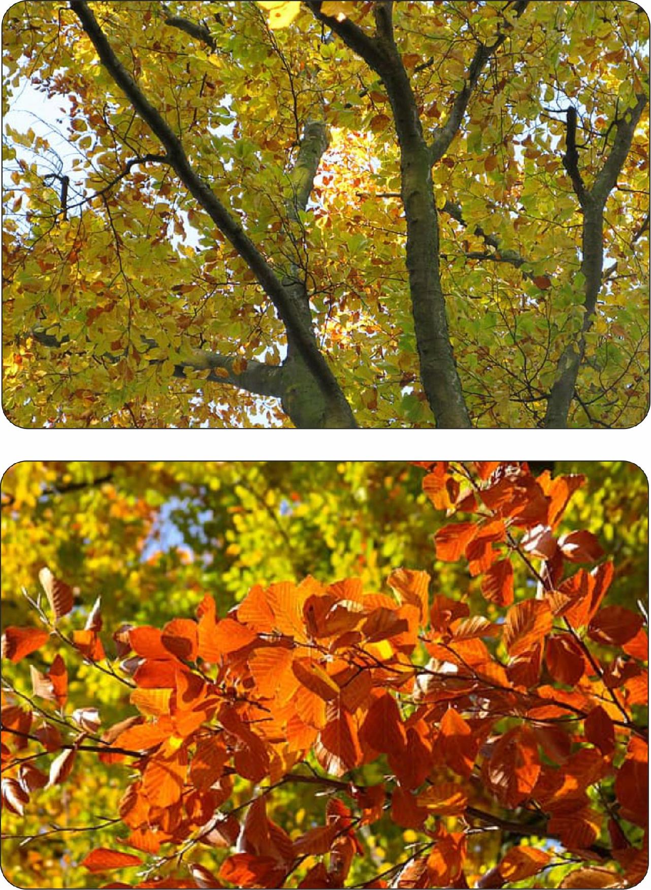 Liście buka zwyczajnego