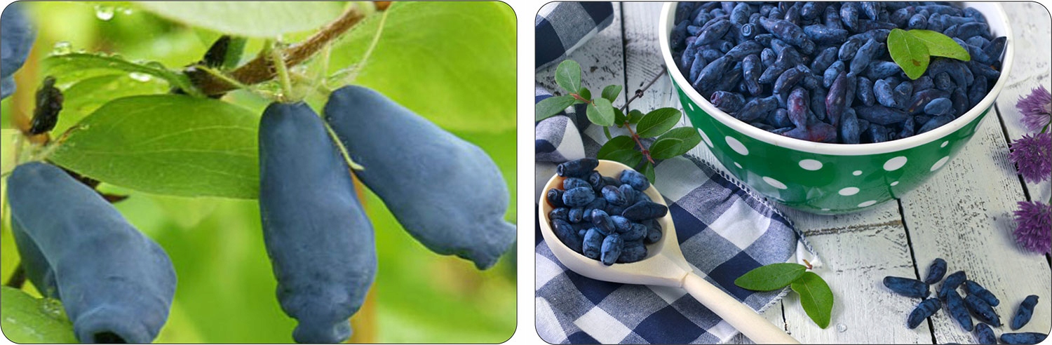 Owoce jagody na krzewie