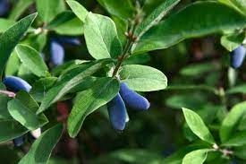 Jagoda kamczacka owoce