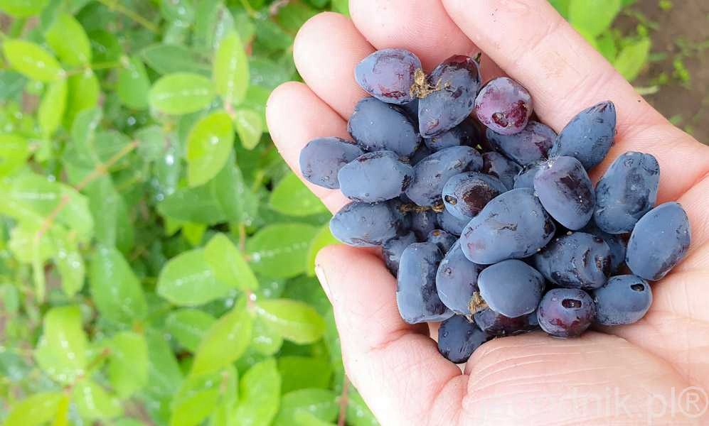 Sadzonka jagody widok ogólny