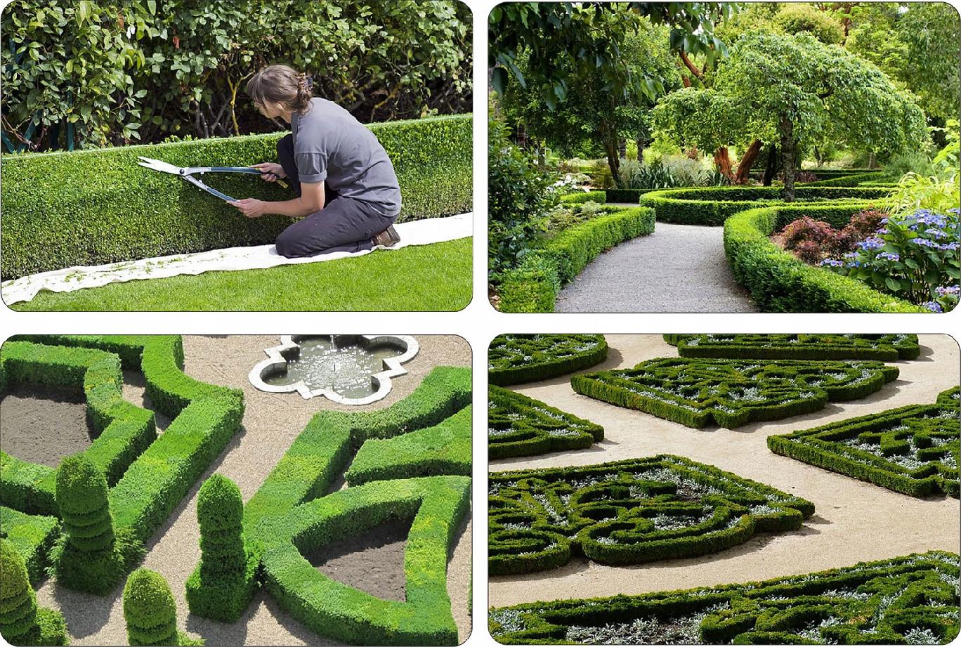 Realne zdjęcie sadzonki grab