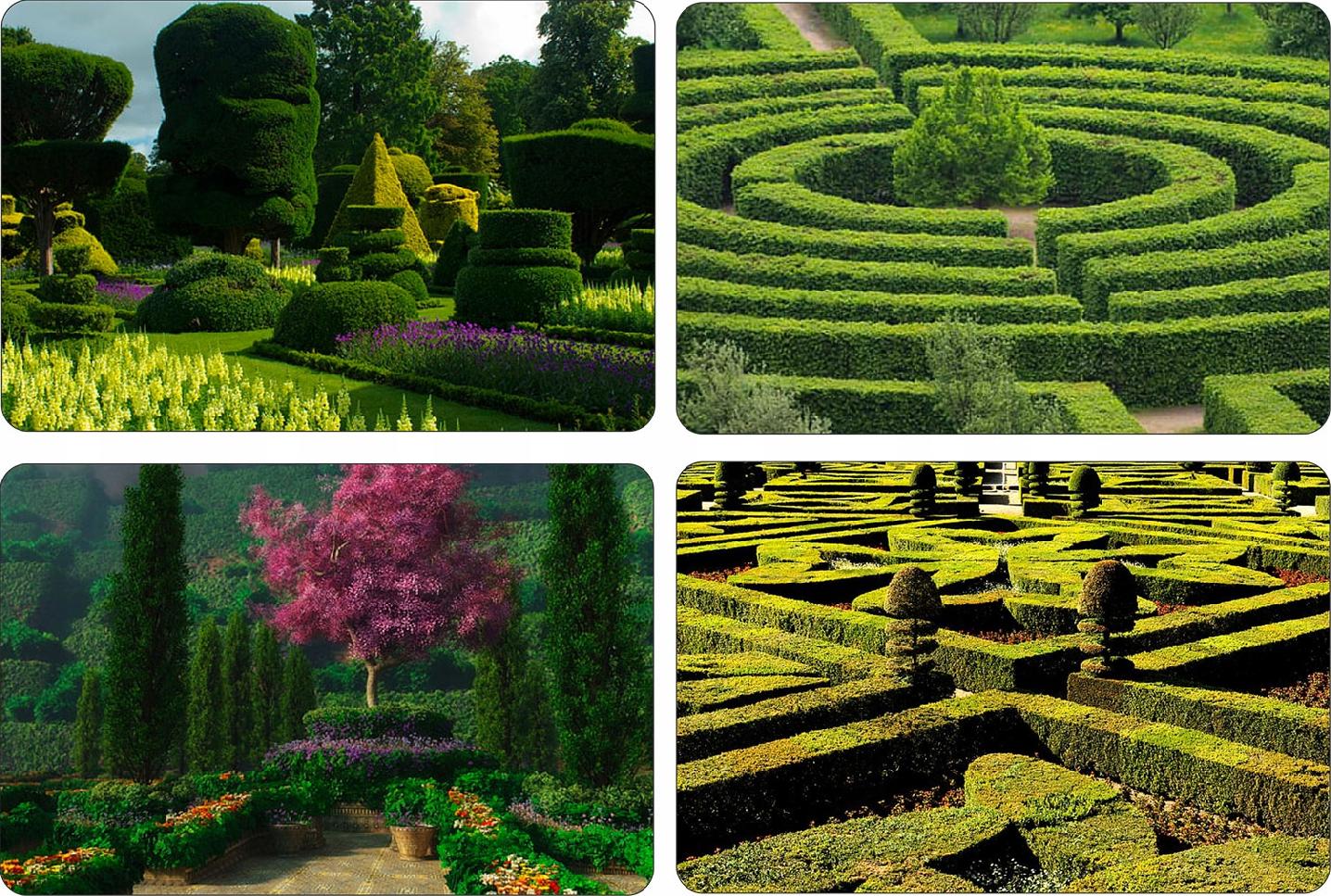 Grab pnie zbliżenie