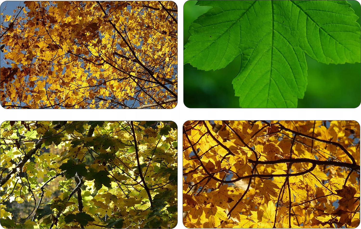 Klon Jawor duże drzewo