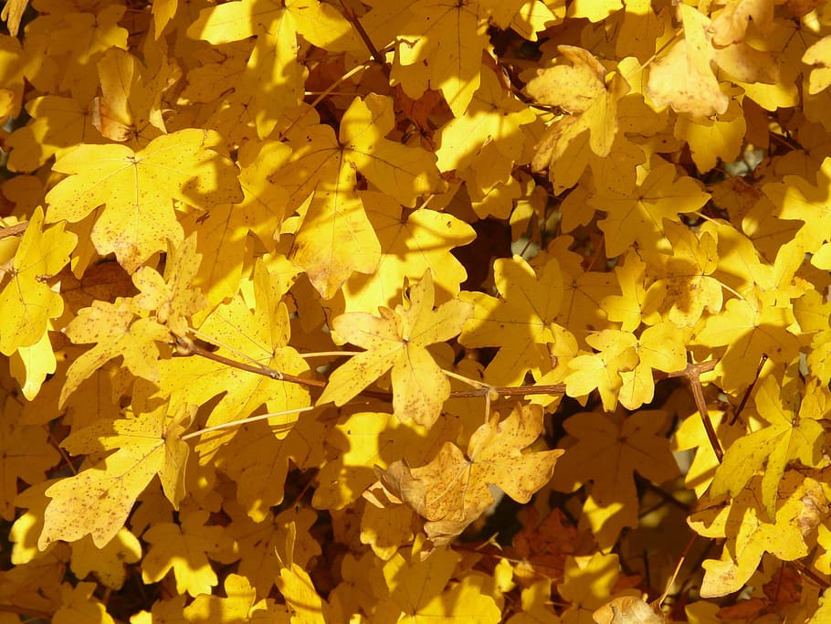 Liście klonu jawora