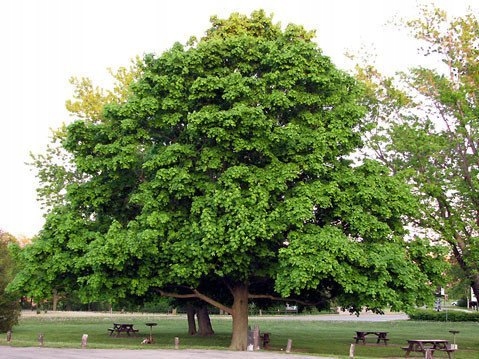 Pnie jawora w szkółce