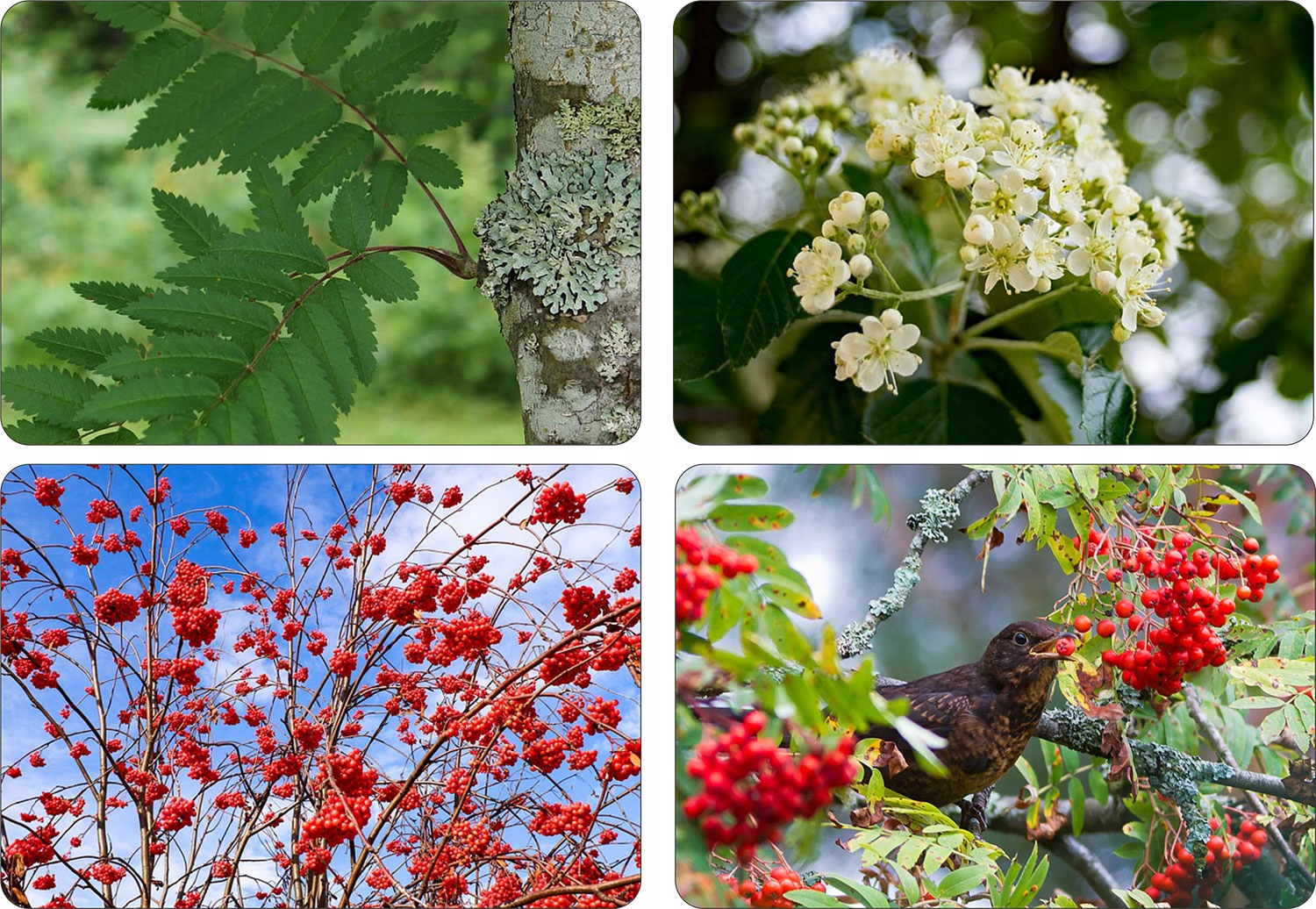 Jarząb szwedzki okazała sadzonka