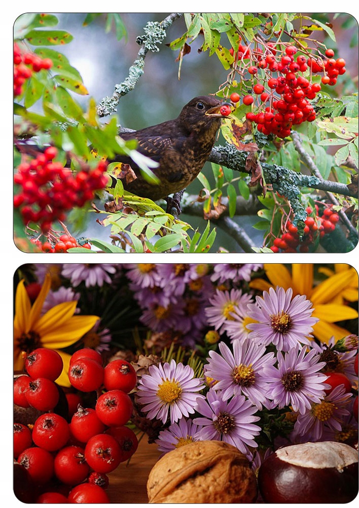 Liście i pąki jarzębiny