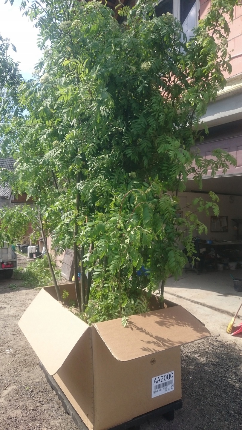 Jarząb sadzonka na szkółce