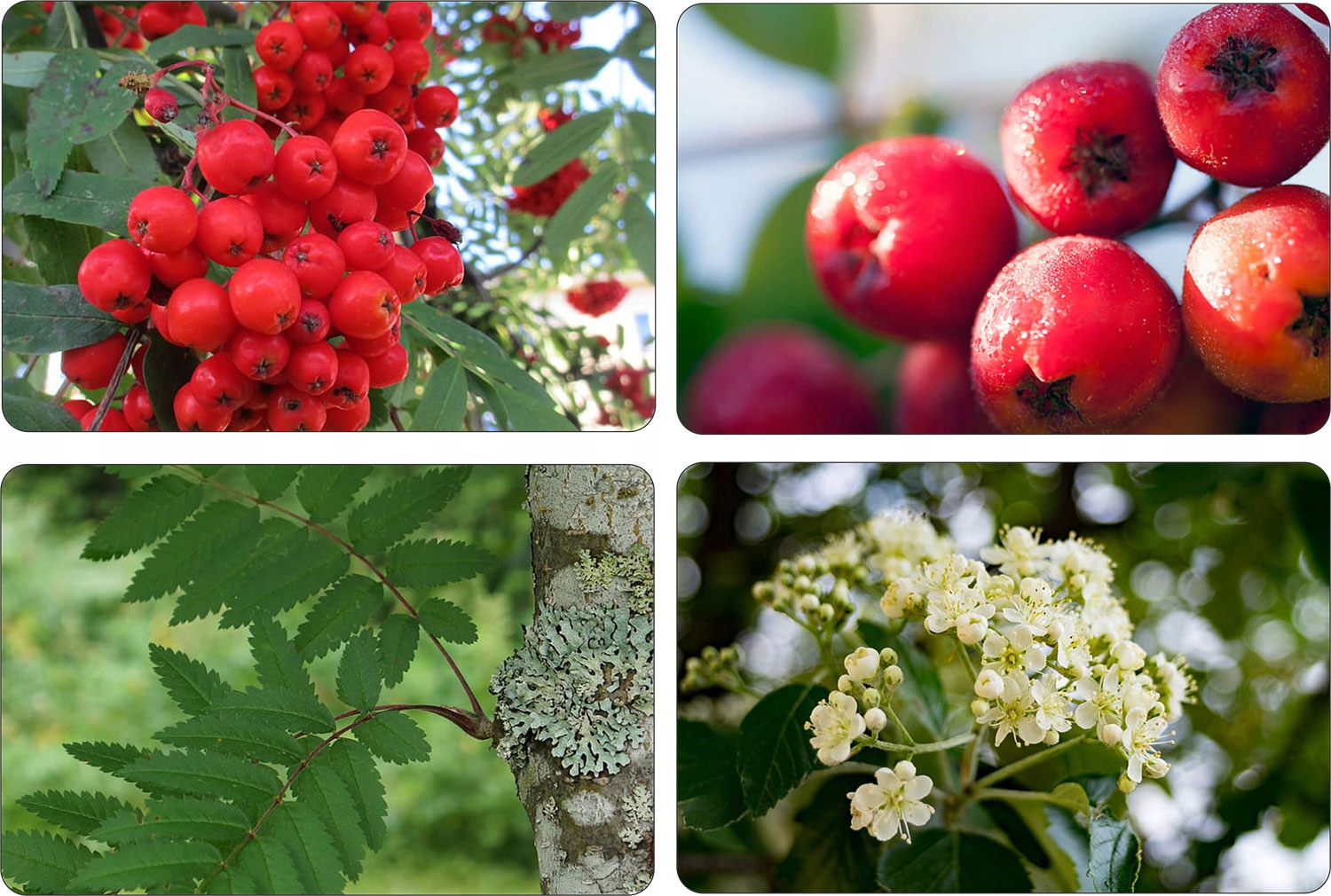 Jarząb pospolity okazała sadzonka