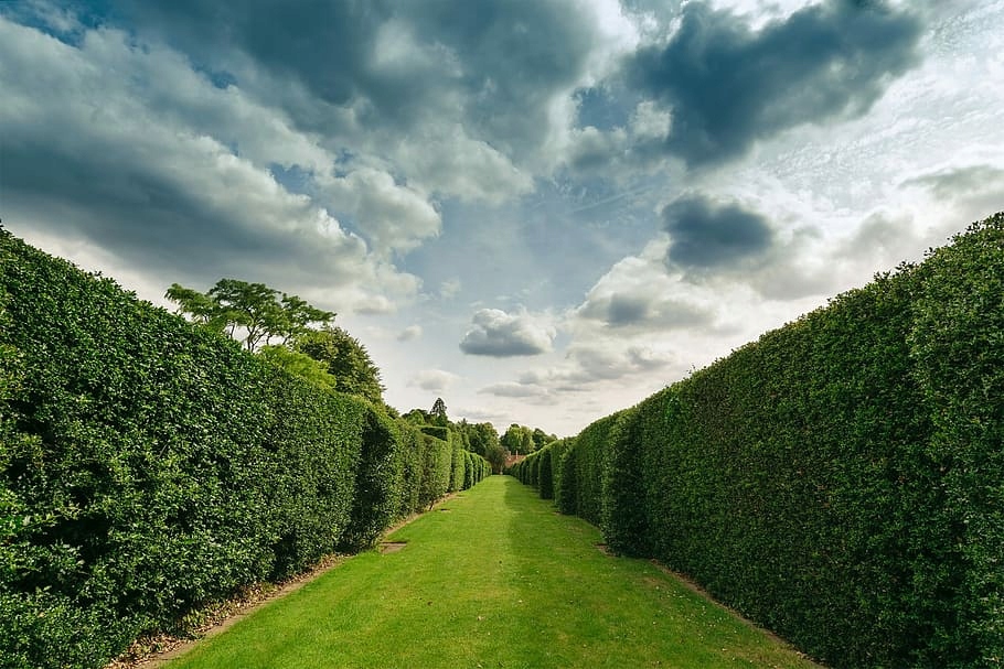 Grab Zwyczajny dorodne drzewo